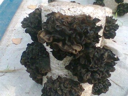 食用菌黑木耳高温低温菌种原种母种生产种出菇菌包
