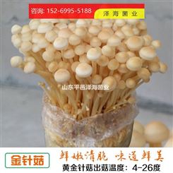 食用菌 种子菌包 农产品厂家自制 白金针菇